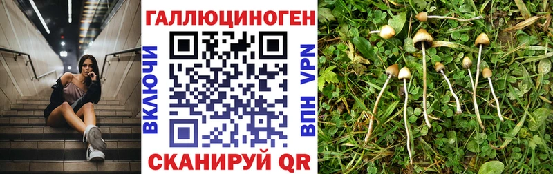 купить наркоту  Мытищи  Галлюциногенные грибы Psilocybine cubensis 